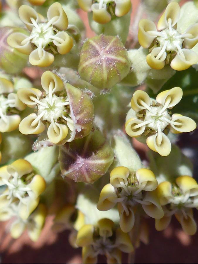 Greenish yellow flowers