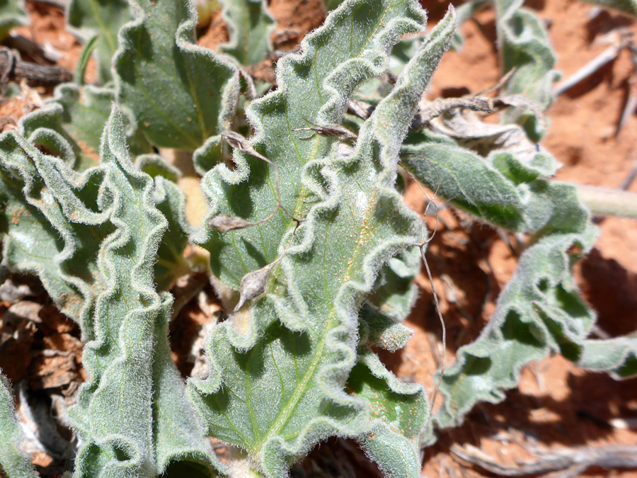 Curly-edged leaves