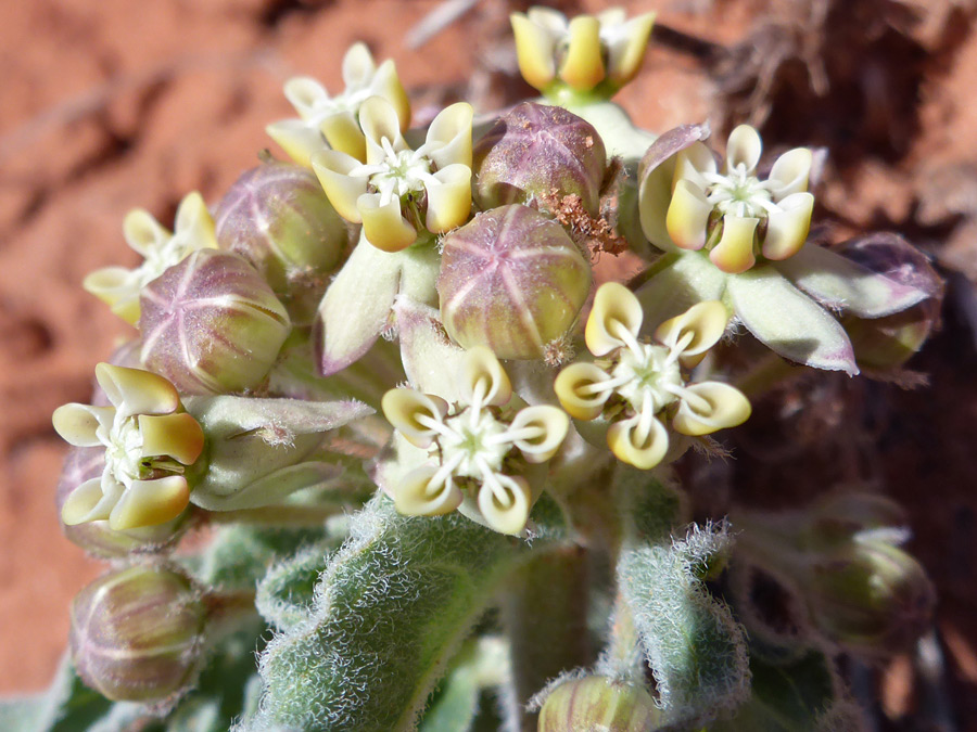 Buds and flowers