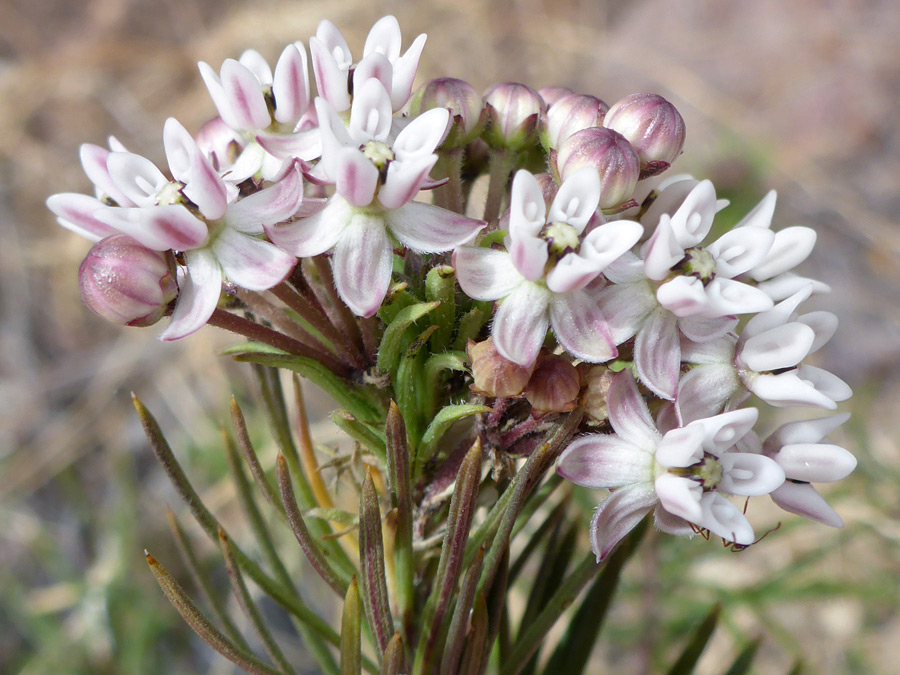 Pinkish/white cluster