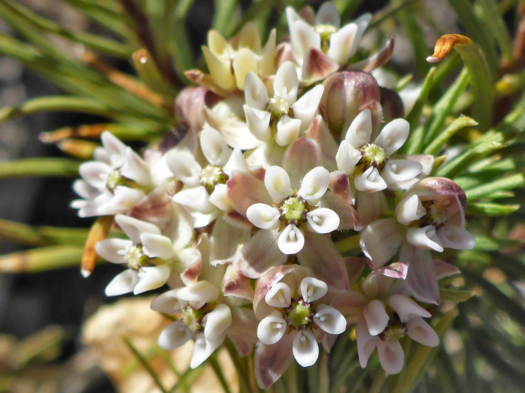 White flowers