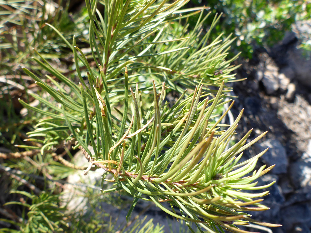 Pine-like leaves