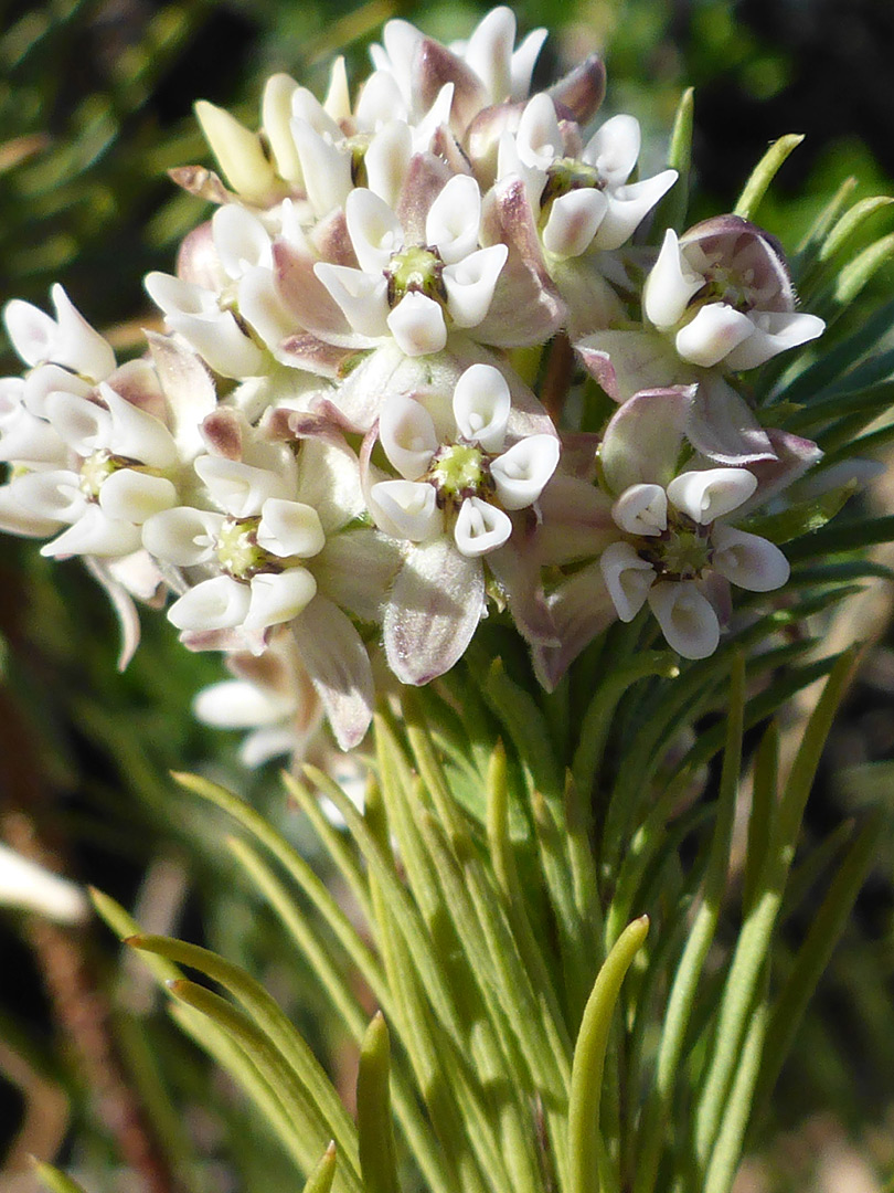 Inflorescence