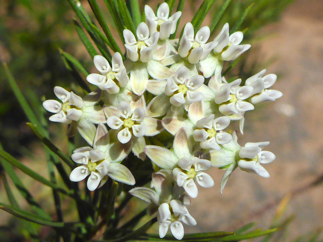Greenish-white flowers