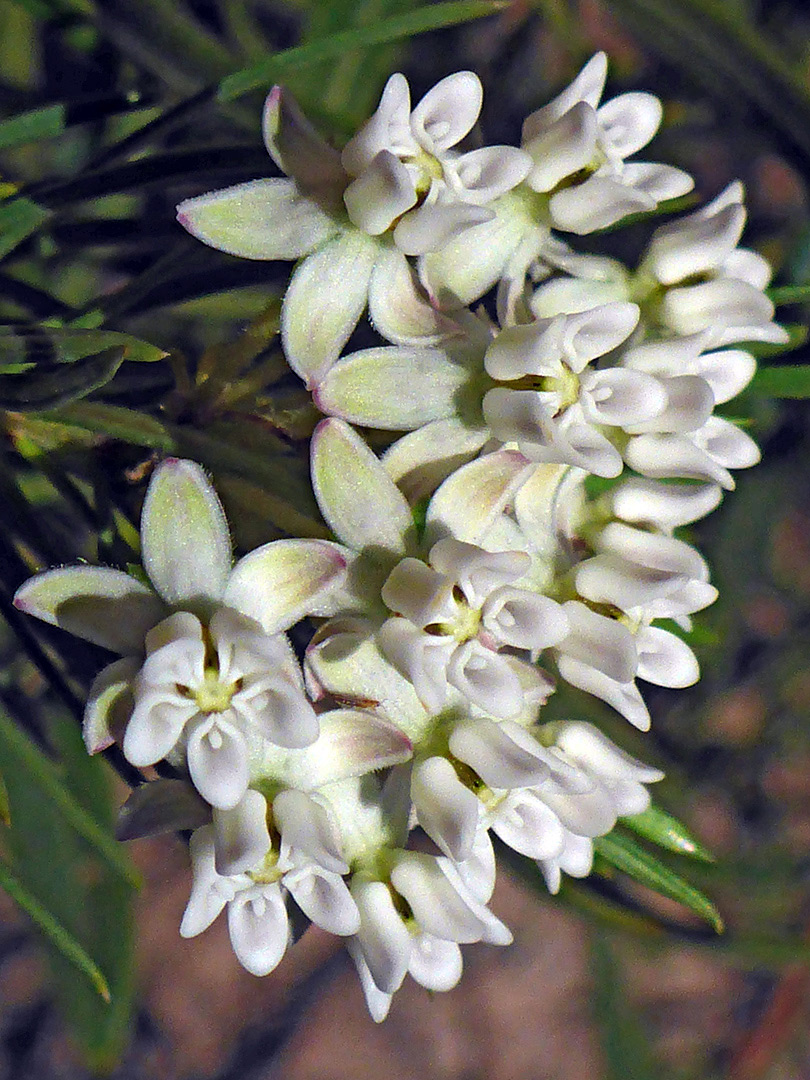 Inflorescence