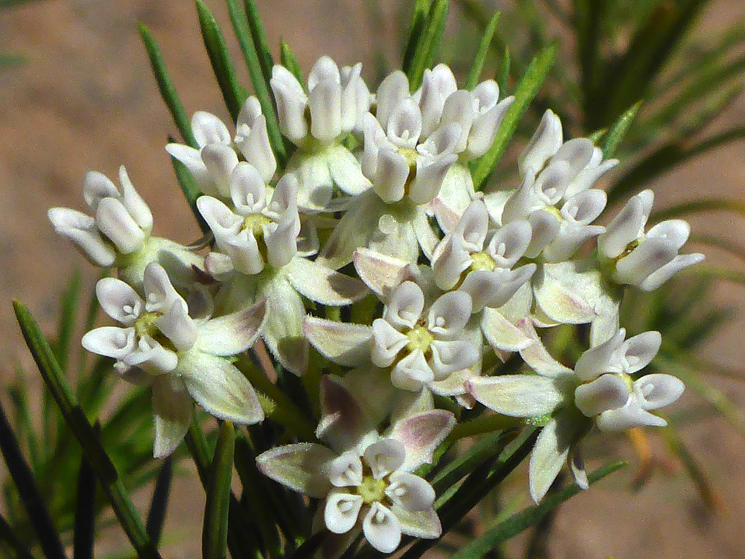 Clustered flowers