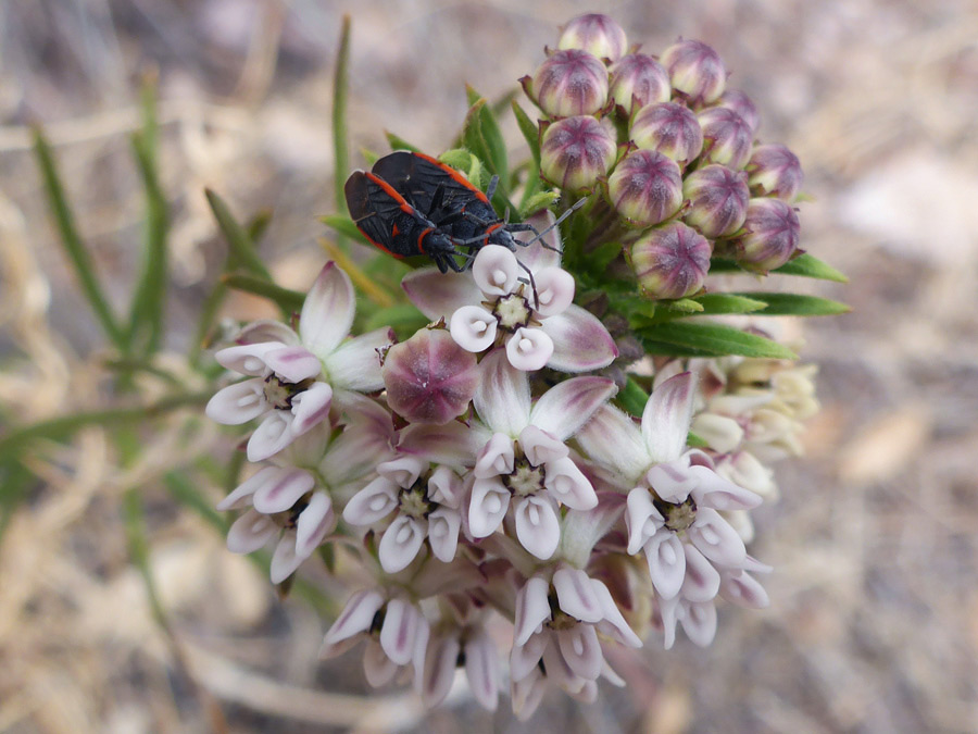 Buds and flowers