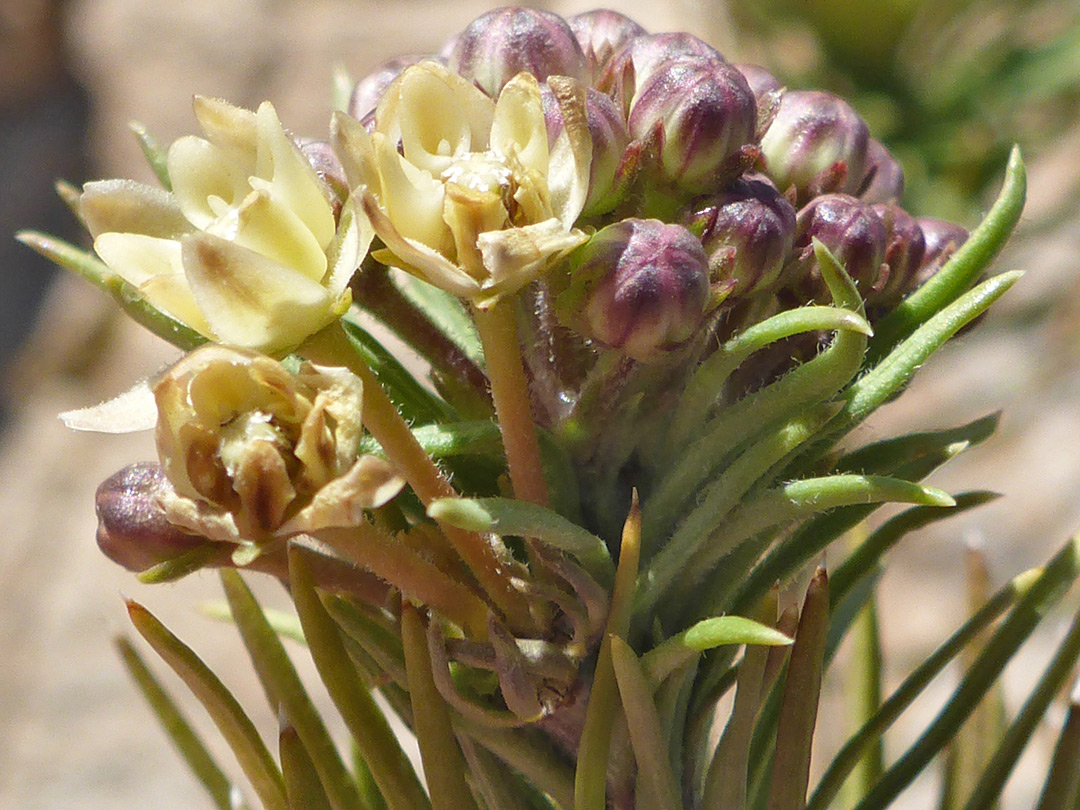 Flowers and leaves