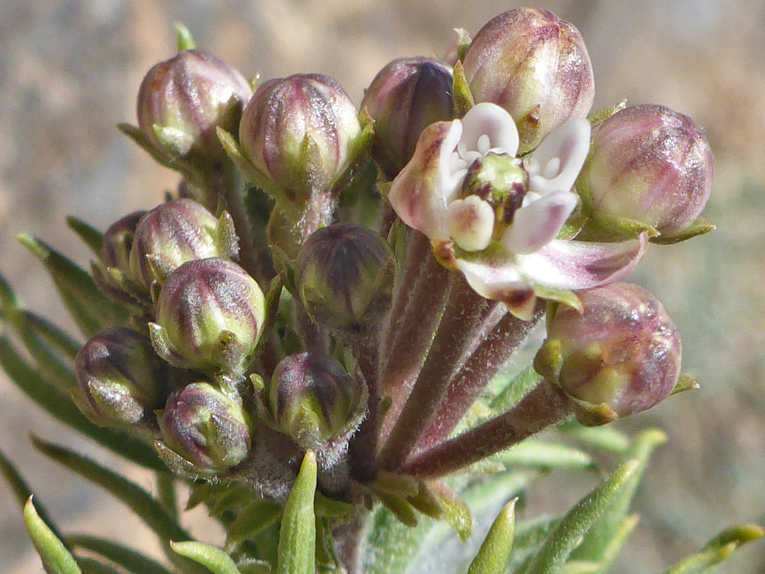 Developing flowers