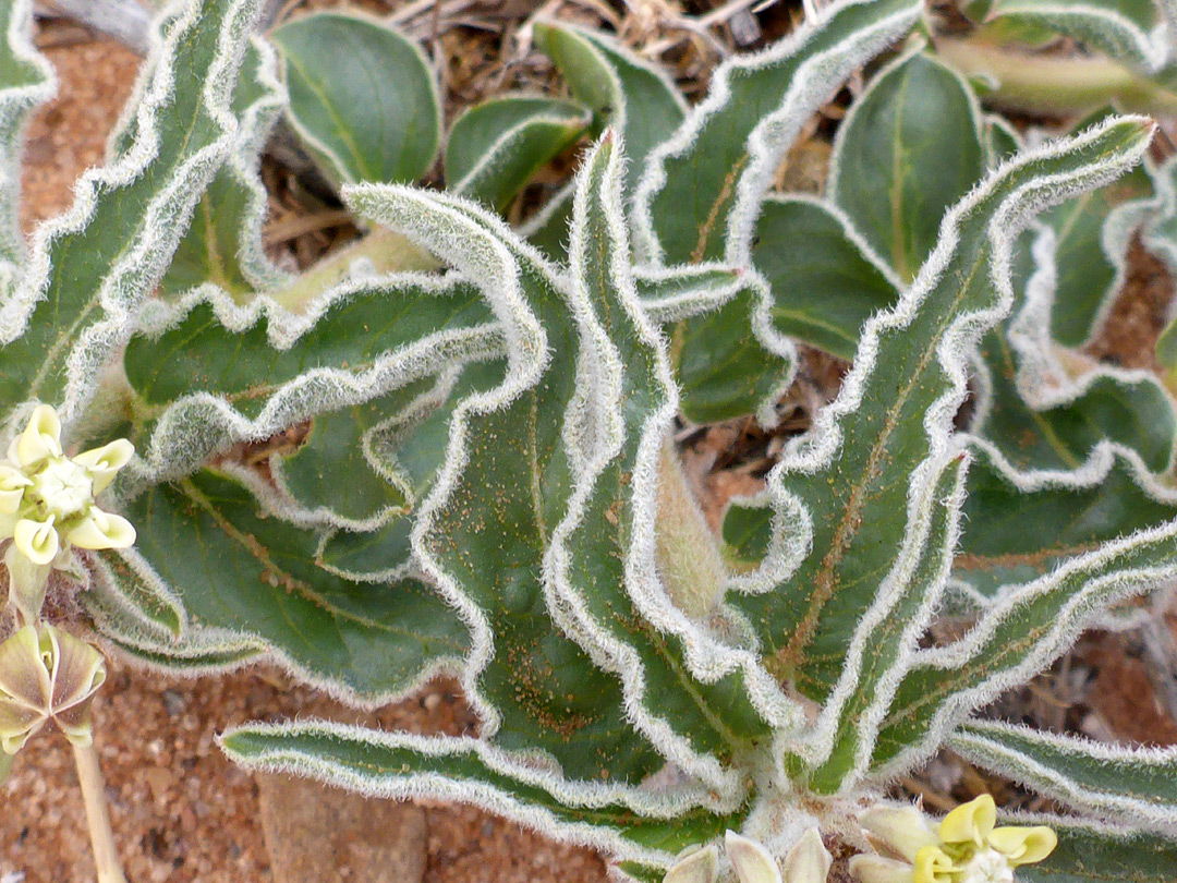 Leaves and fruits