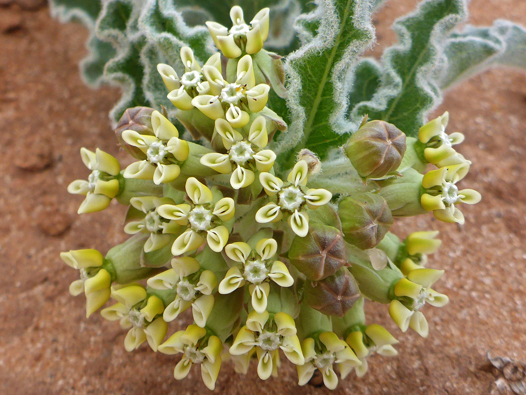Flowers and leaves