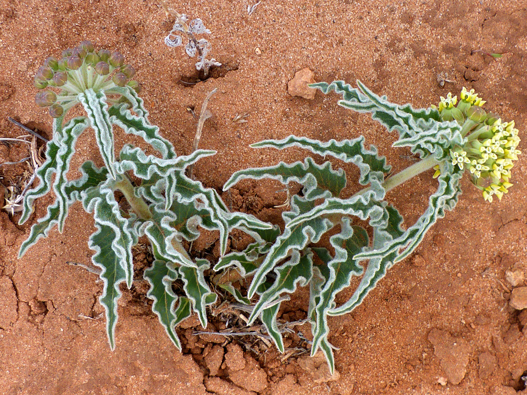 Two stems