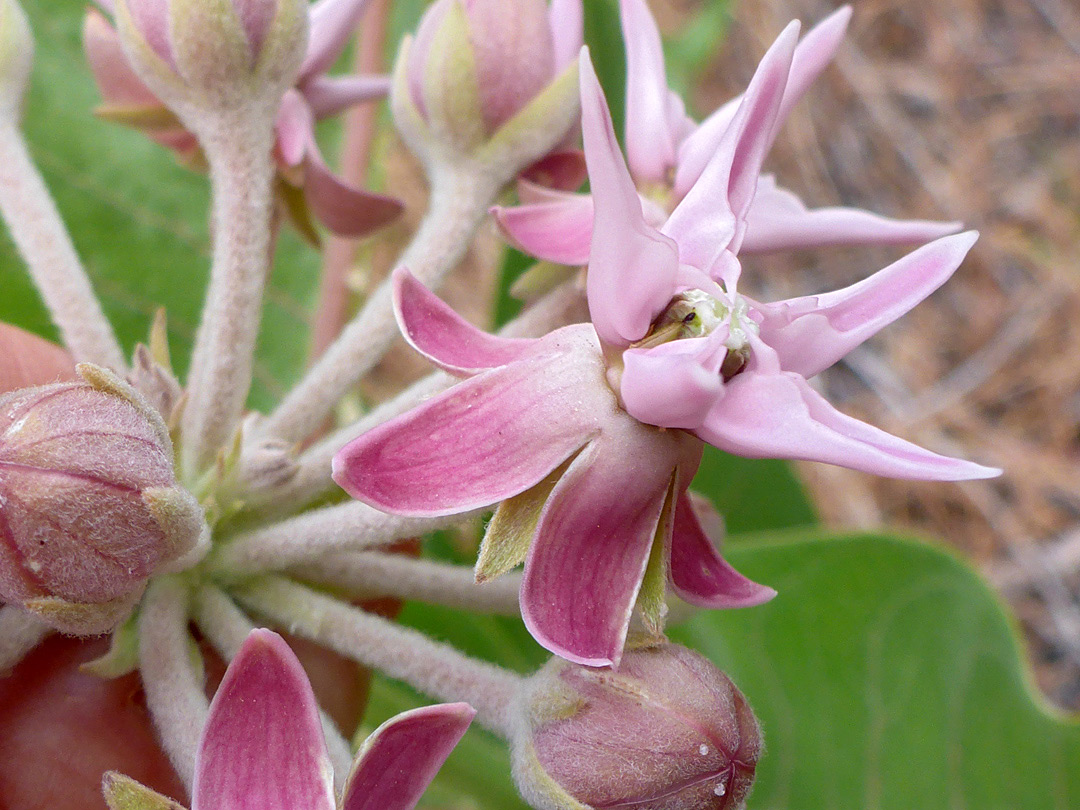 Recurved petals and sepals