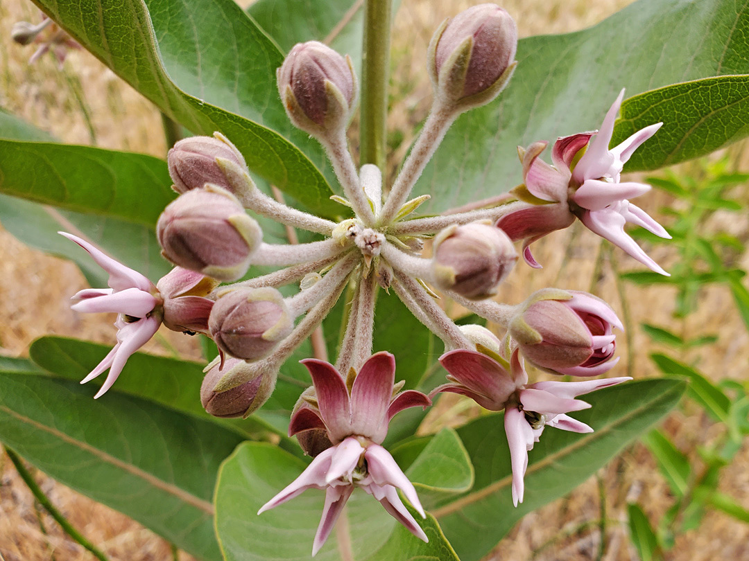 Spherical inflorescence