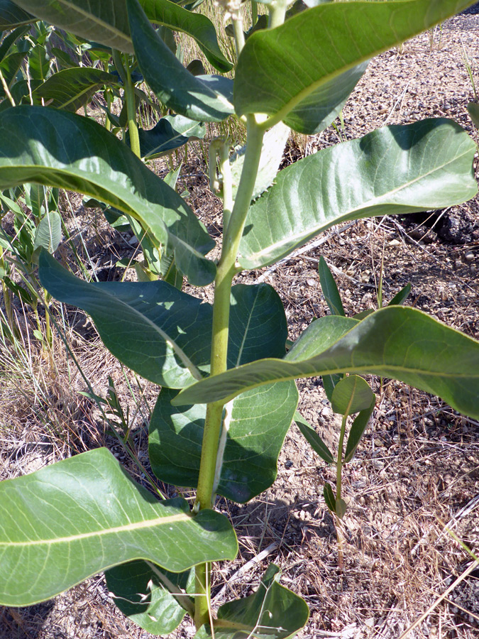 Leaves and stem