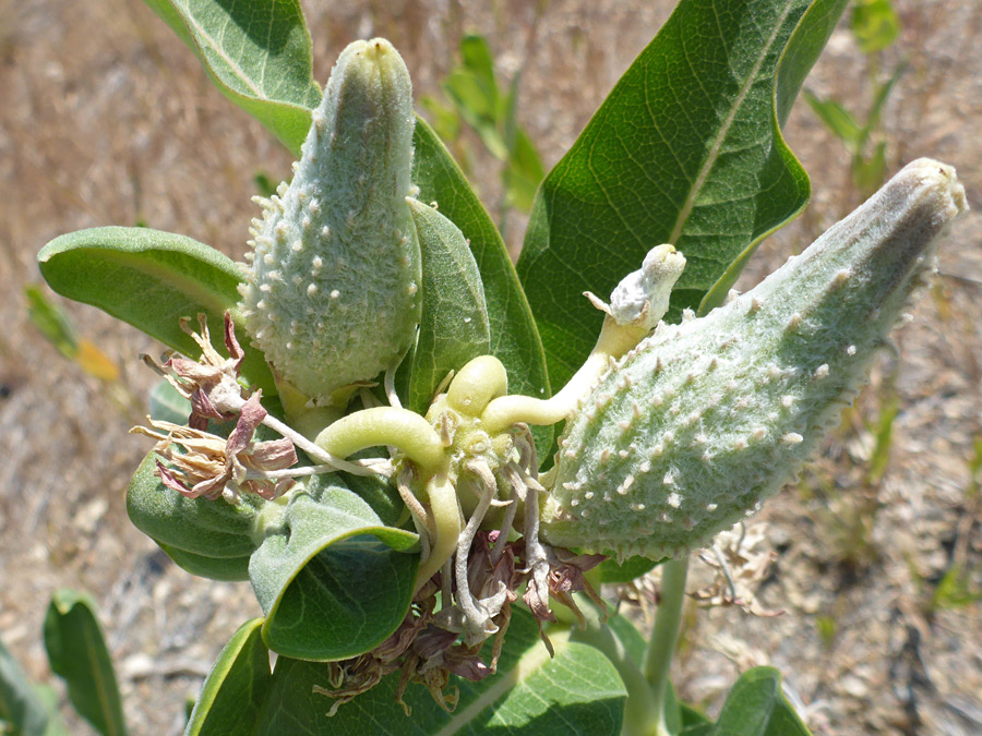 Fruits