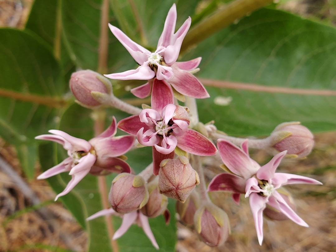 Reddish-pink flowers