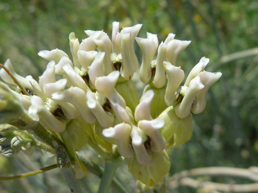 Whitish flowers