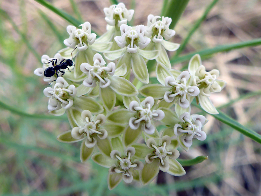 Flower cluster