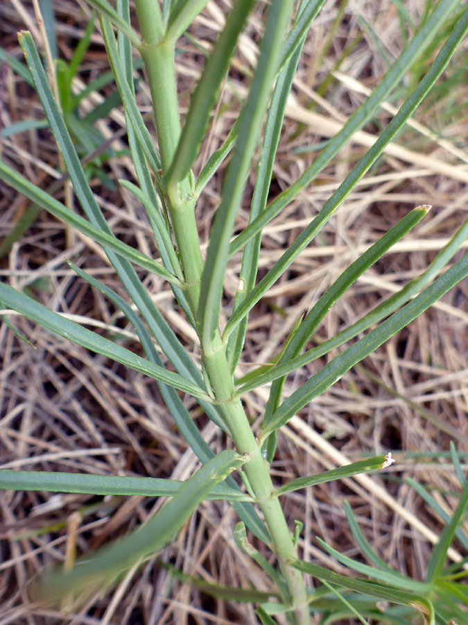 Stem and leaves