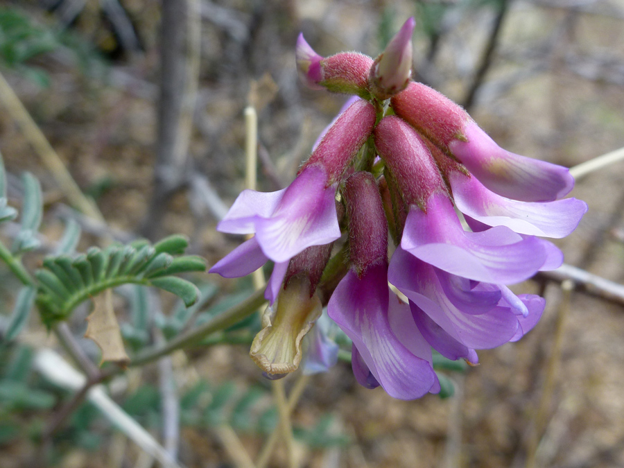 Flower cluster