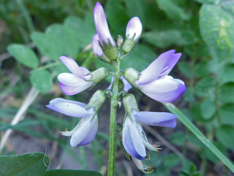 Flower cluster