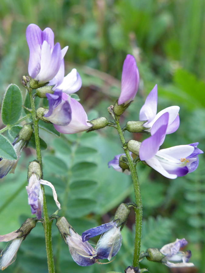 Purple and white flowers