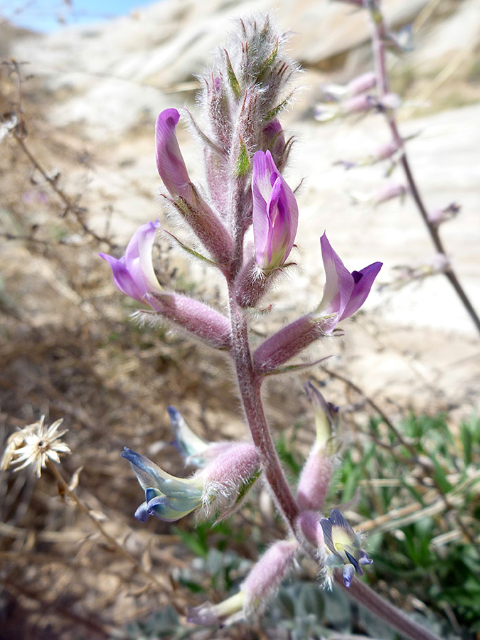 Pink-purple flowers