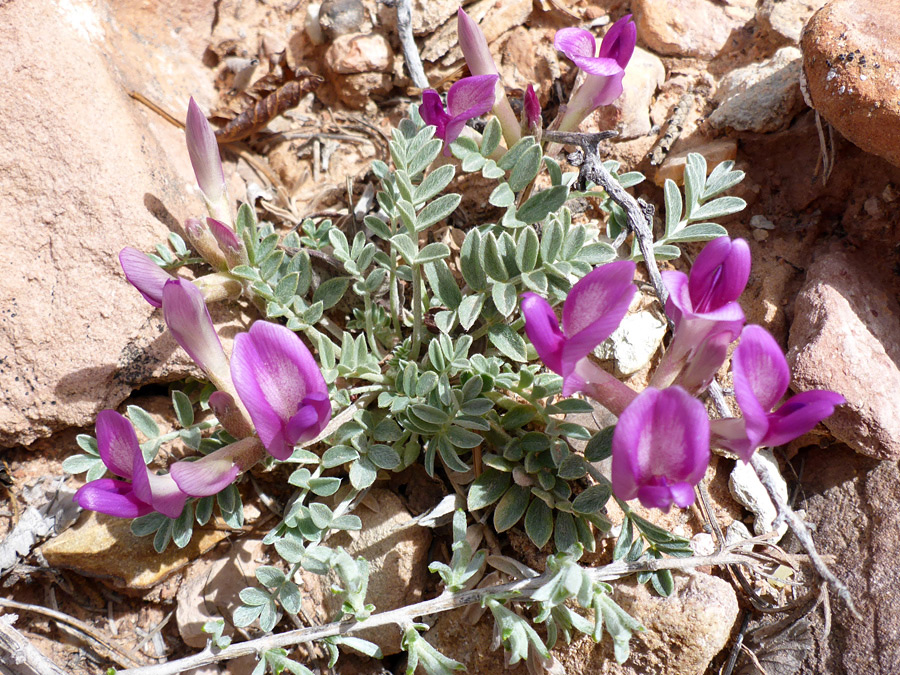 Large flowers, small leaflets