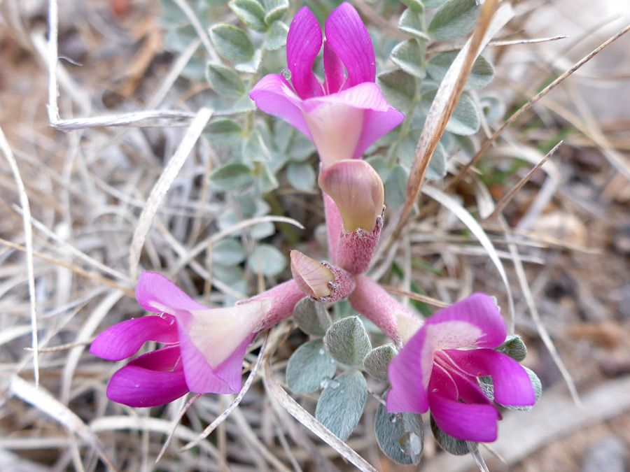 Three open flowers