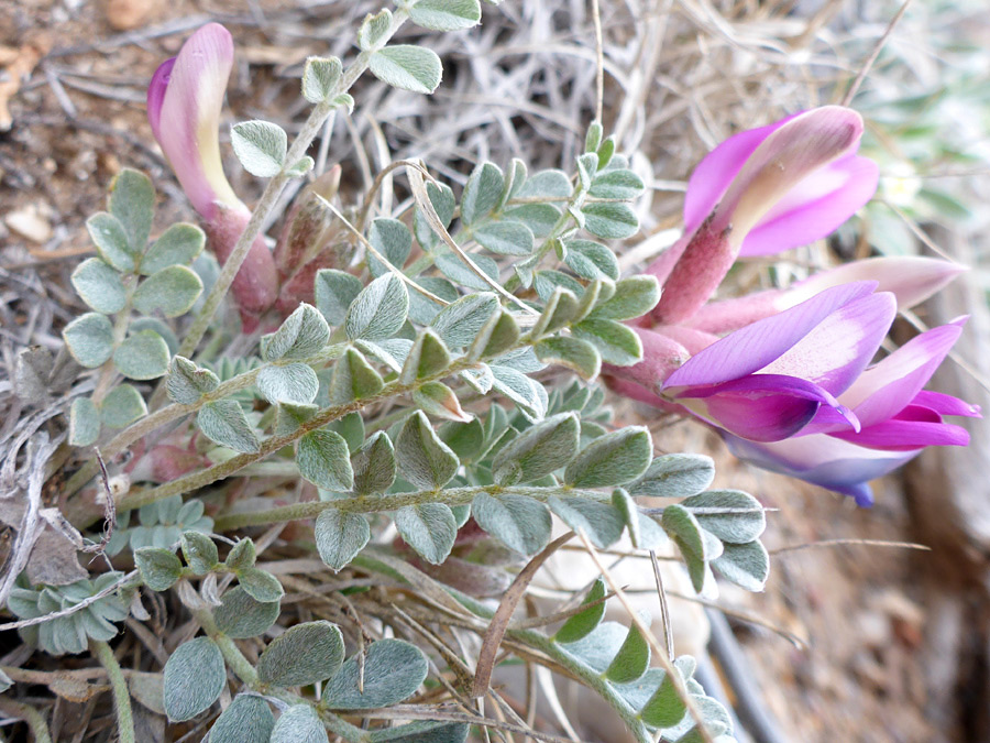 Flowers and leaves