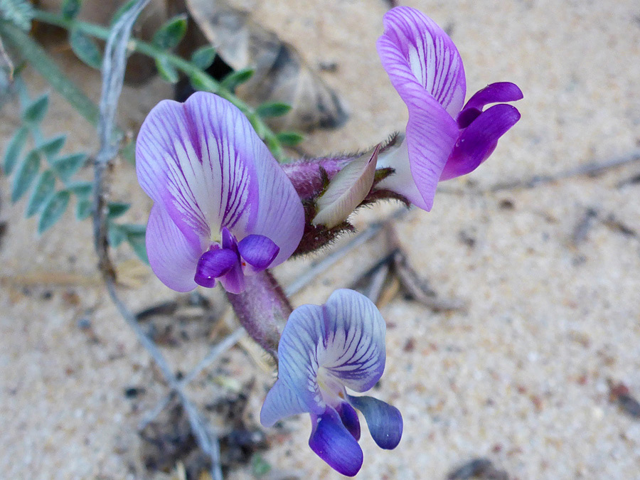 Blue-purple flowers