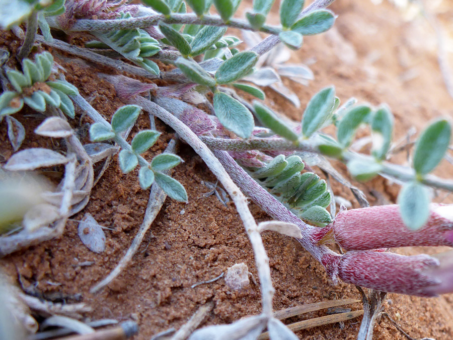 Hairy stems