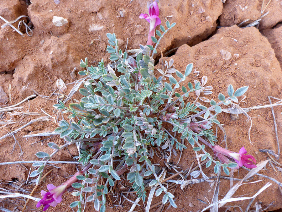 Three flowering stems