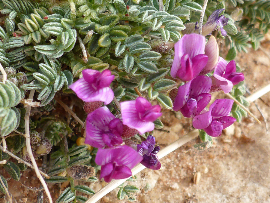 Flowers and clustered leaves