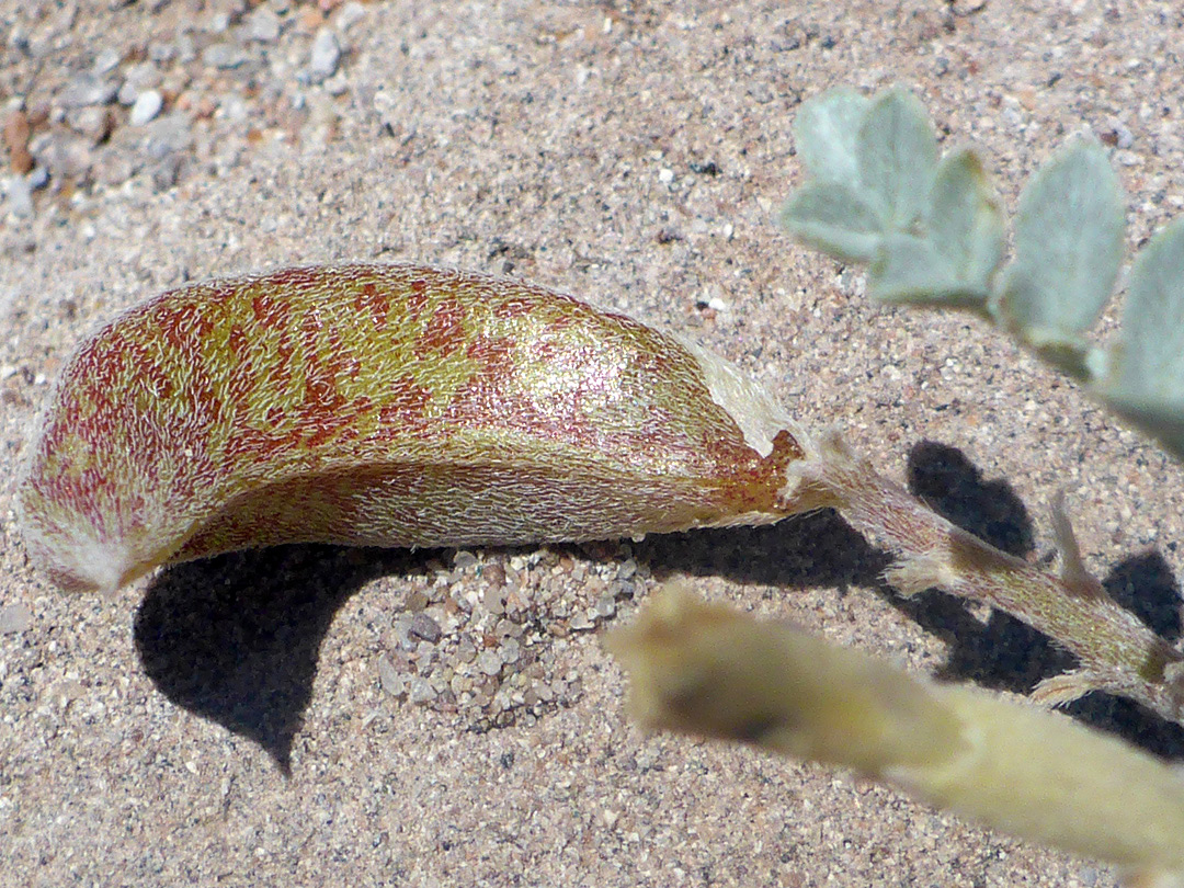 Curved fruit