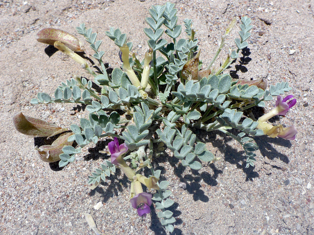 Low growing Plant Photos Of Astragalus Amphioxys Fabaceae Low growing Plant Photos Of Astragalus Amphioxys Fabaceae