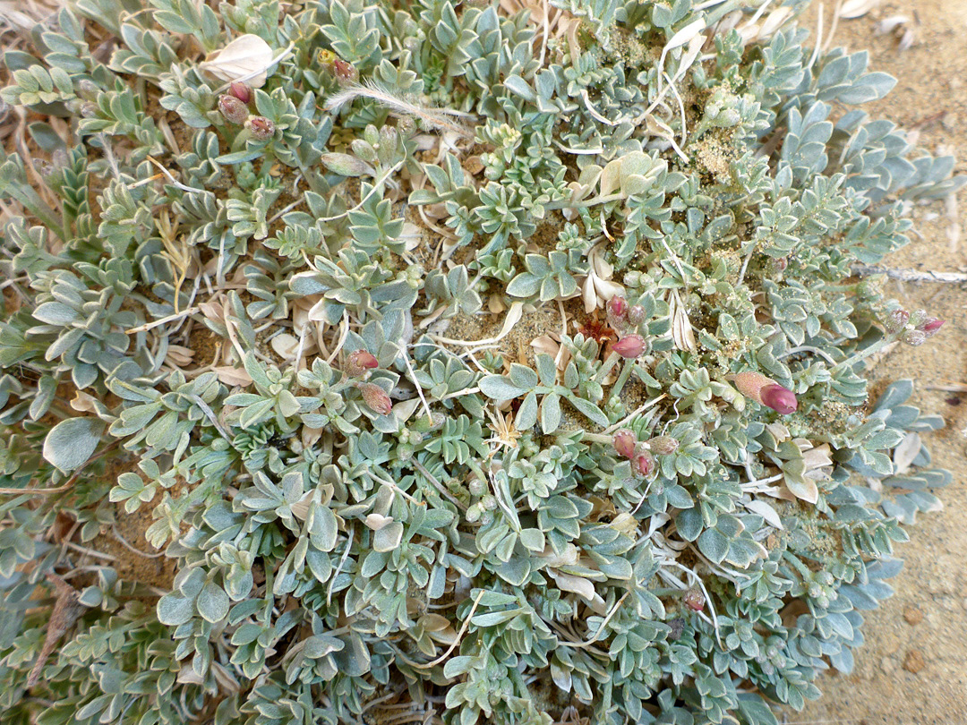 Low-growing plant