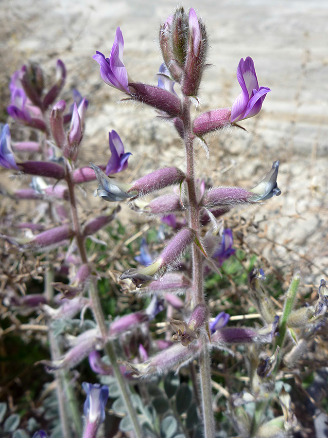 Hairy flowers and stems