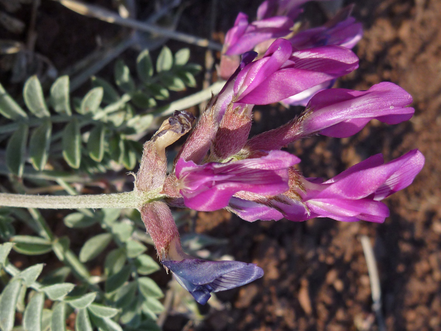 Stem and calyx