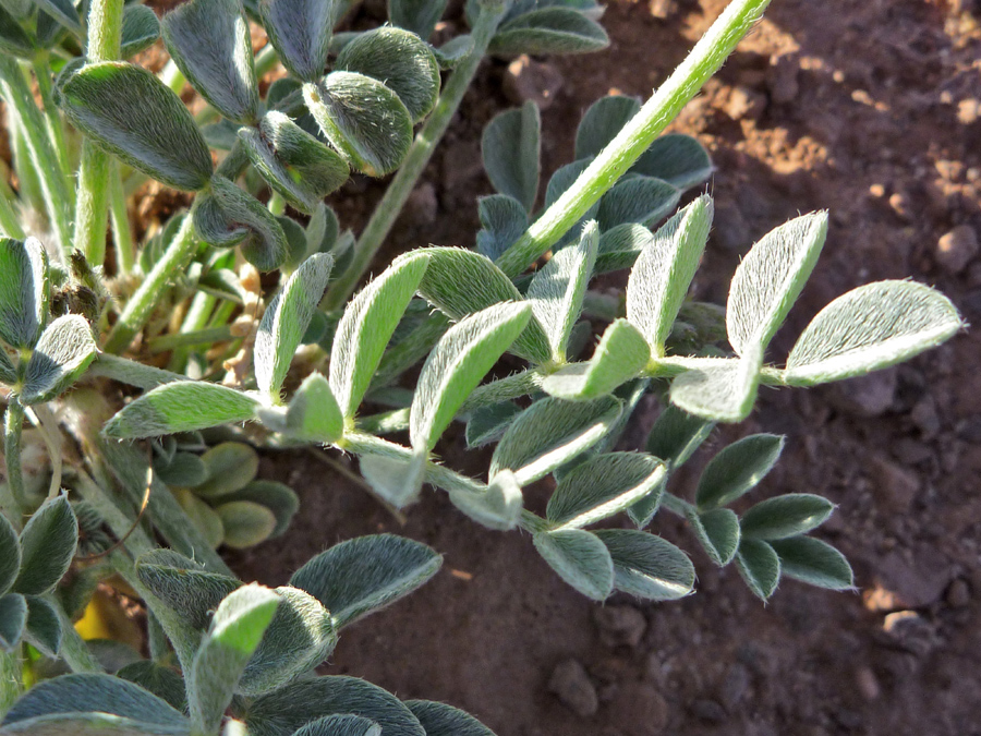 Hairy, ovate leaves