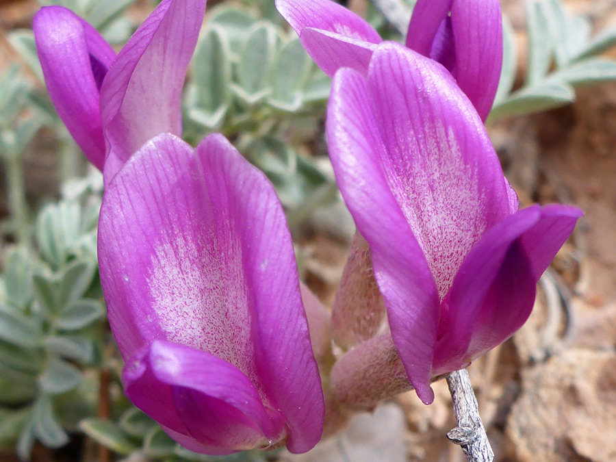 Four flowers