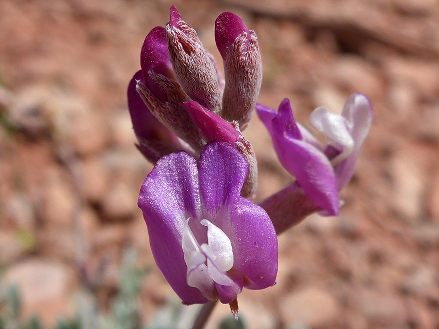 Buds and flowers