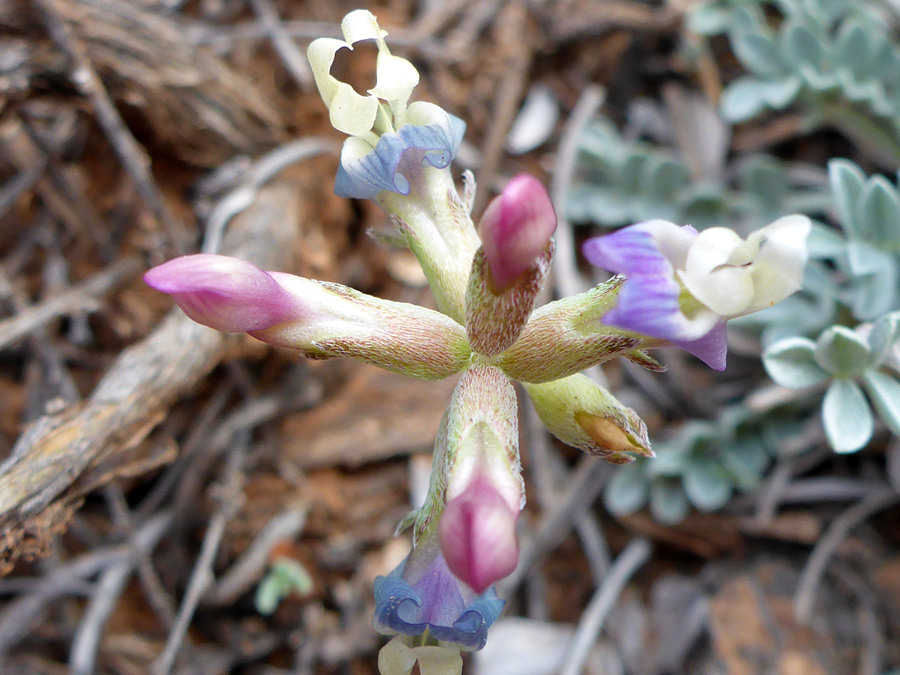 Flower cluster