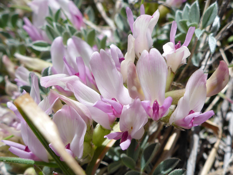 Cluster of flowers