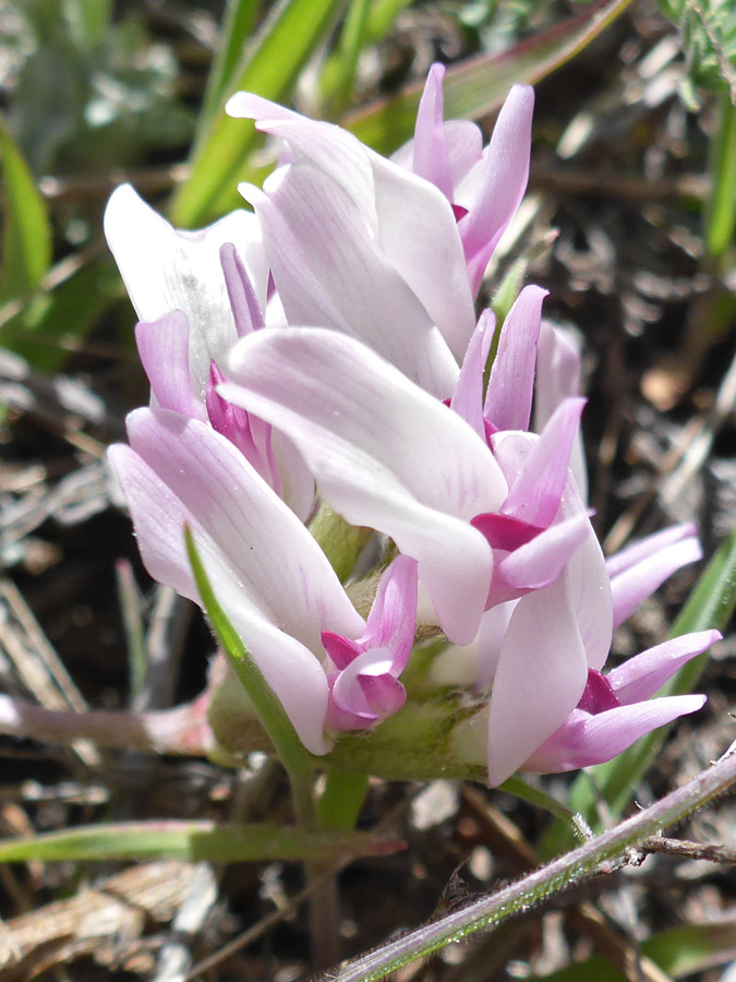 Pale pink flowers