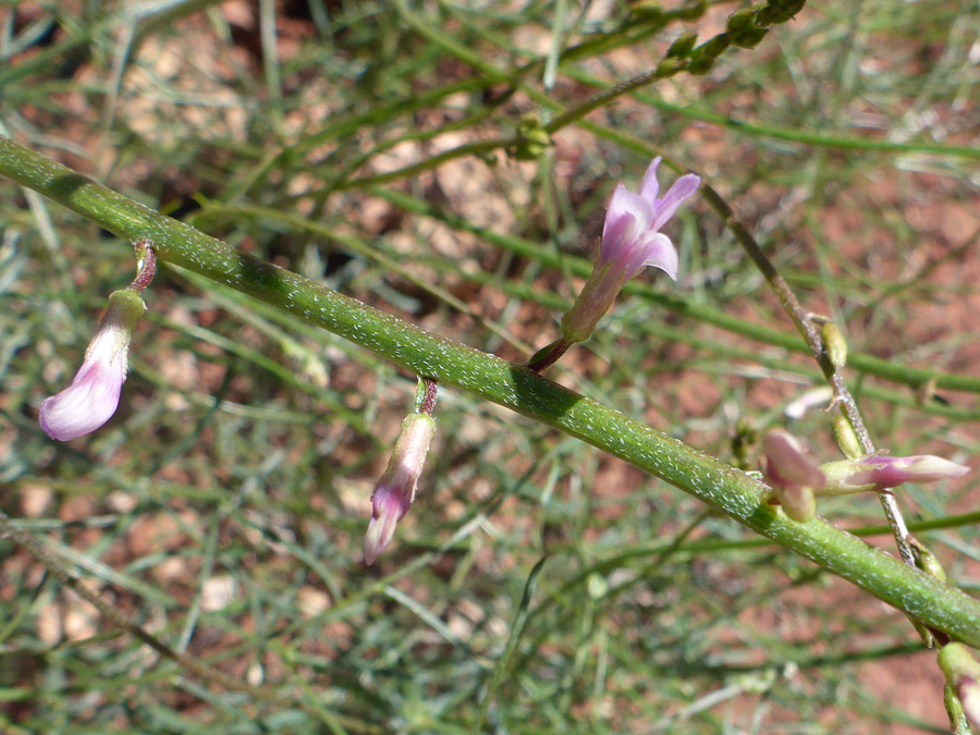 Green stem