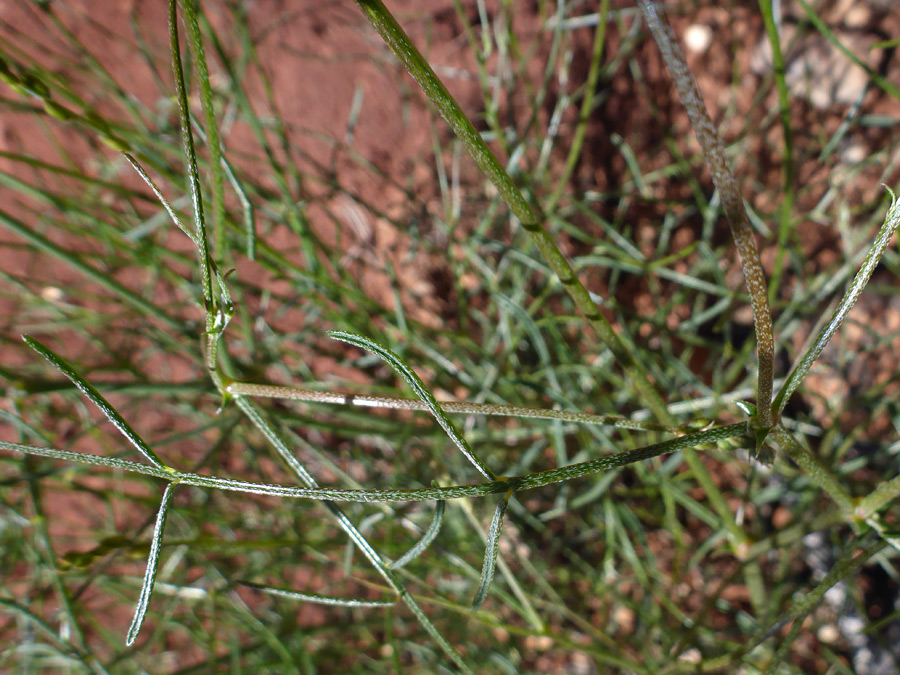 Stems and leaves