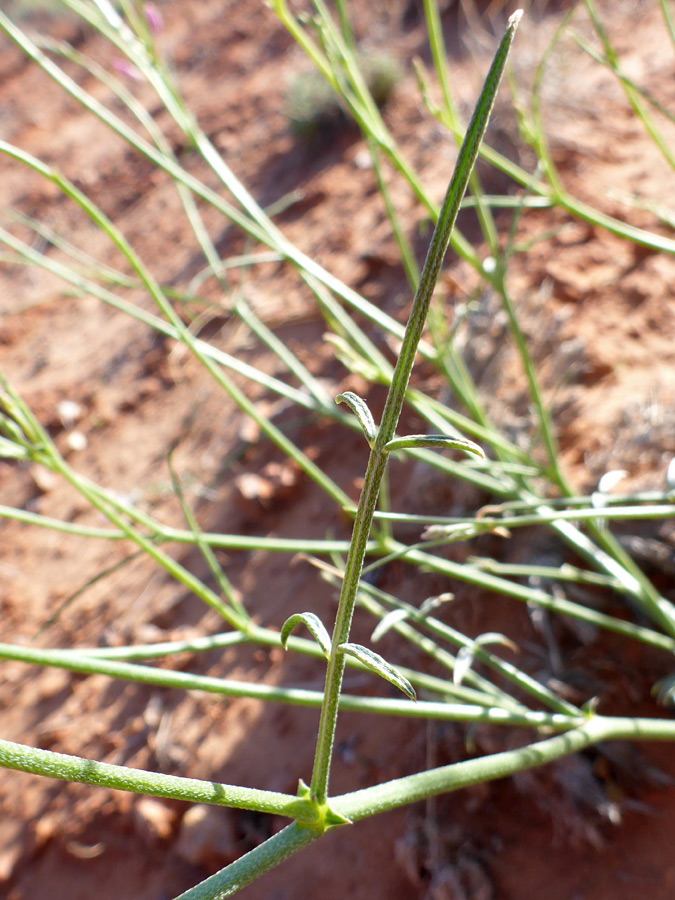 Linear leaf