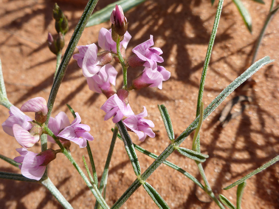 Leaf and flowers